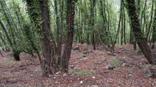 Terrain à vendre de 16 225,00 m² PEILLE (06)