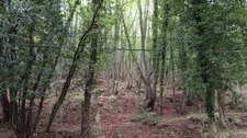 Terrain à vendre de 16 225,00 m² PEILLE (06)