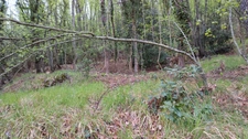 Terrain à vendre de 16 225,00 m² PEILLE (06)