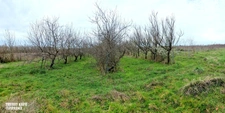 Terrain agricole douze hectares, vergers, hangar bio-climatique fermé, hangar ouvert, serres, rucher, lac artificiel,...