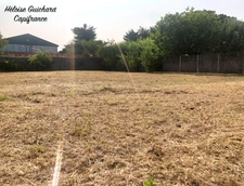 Terrain à vendre de 490 m2 + 108m2 (accès) Viabilisé à SAINT GILLES CROIX DE VIE (85)