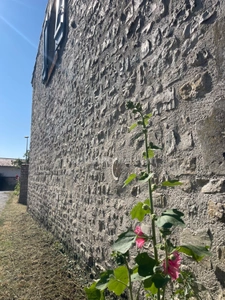Maison en pierres de 4 chambres dont une en dépendance, proche du centre de SAINTE MARIE DE RE 17740