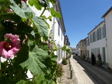 Appartement à vendre 2 pièces LA FLOTTE (17)