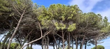 Terrain à vendre  LE BOIS PLAGE EN RE