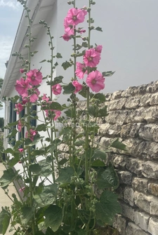Maison avec dépendance et fort potentiel – RARE AU CALME !
