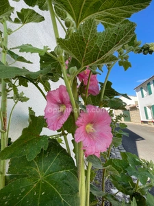 BATIMENT /Chai-grange/GARAGE - LOCAL  LE BOIS PLAGE EN RE 17580