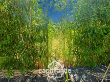Building plot of 639 m2, marked out, free builder, flat and sunny, village center, not serviced.