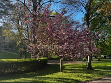 EXCLUSIVE – Family apartment with balcony and exceptional living space in Meudon Val Fleury Centre 