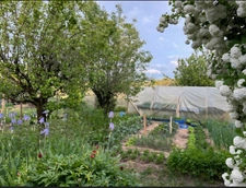 propriété, maison et nombreuses dépendances sur 1,3 hectare de terrain  SAINT MARTIAL SUR ISOP (87)