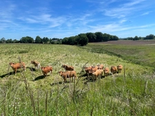 Maison, étang, dépendances, jardin  sur 8853 m2 de parcelle