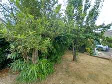 Maison plain-pied - 95m²-  AMBRIERES LES VALLEES (53)