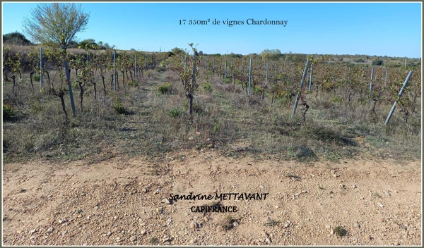 Terrain viticole à vendre  SAINT THIBERY (34)