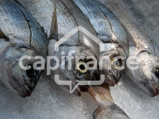 Charente Maritime Department (17), Fishmonger for sale 