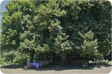 Dpt Dordogne (24), à vendre proche THIVIERS propriété équestre 37 hectares, Demeure, Dépendances, Etang, Prés clos.   