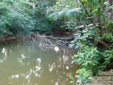 Exceptionnel, commune de Roura, parcelle agricole d'un hectare bord de crique, très proche accès réseaux eau électricité telephone.