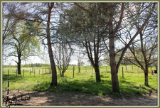 ensemble de 2 maisons en pierre + grand terrain 