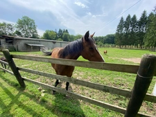 Maison Normande avec pature et box pour chevaux - secteur Pont l'Evêque