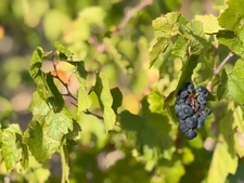 PROPRIÉTÉ AVEC DEUX MAISONS INDÉPENDANTES DE PLAIN-PIED, AU CŒUR DES VIGNES