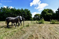 Domaine équestre de 12 hectares