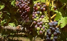 RARE opportunité domaine viticole Bordelais
