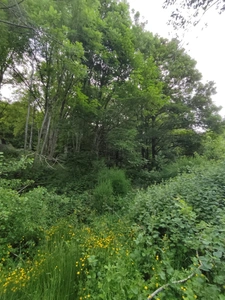 Terrain à vendre de 12 000,00 m² LES SALLES (42)
