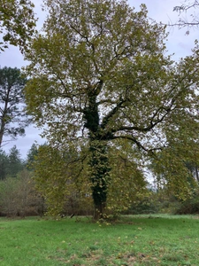 Un domaine de pierre de 160 m² env. à rénover sur 15950 m² de forets préservées, Un havre rare entre ciel et pins !