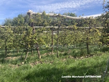 Terrain agricole à vendre de 4,5 hect à  MARQUIXANES (66)