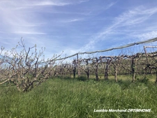 Terrain agricole à vendre de 4,5 hect à  MARQUIXANES (66)