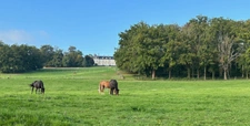 Château and equestrian facilities (stud farm) for sale in the heart of the Bourbonnais countryside - Caretaker's house, clubhouse, riders' house, stalls, stables - 40 hectares of land