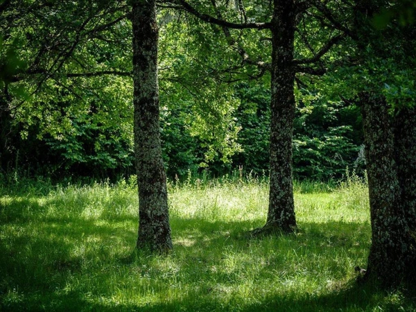 Dpt Creuse (23), à vendre Saint Vaury propriété de 35 pièces  - Piscine - Terrain 1,10 ha