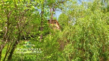 Ancien moulin au cœur de la nature – 123m2, 6p - cadre exceptionnel
