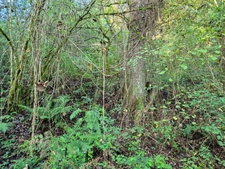A vendre BOIS 16281 m2  SALIES DE BEARN (64)
