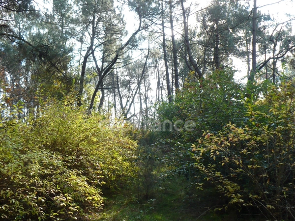 Terrain naturel de 1,4ha à Nivillac - Exclusivité Capifrance 