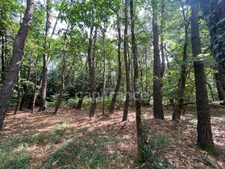 Grand terrain boisé avec mare NIVILLAC (56)