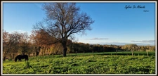 Propriété à vendre entre BIZIAT et PONT DE VEYLE (01) 16,5 Ha, vue, maison 145 m², ferme à rénover 170 m², pigeonnier, hangar, équestre