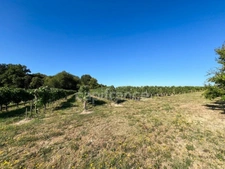 Wine Estate with Tourism Activity - 9.39 Hectares - Vanzac (17)