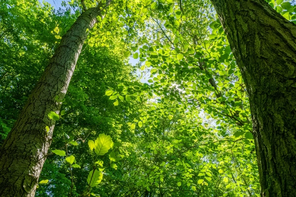 Terrain à vendre de 964,00 m² BOULT SUR SUIPPE (51)
