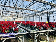Propriété Agricole avec Maison à vendre 4 pièces PERPIGNAN (66)