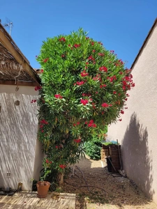 Dpt Hérault (34), à vendre VILLENEUVE LES MAGUELONE maison P4 de 119 m² - Terrain de 400,00 m² - Plain pied