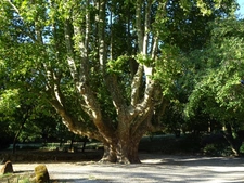 Forcalquier – 19th-century charming residence with 4 guest cottages, landscaped park, and natural spring, Provence, Upper Provence
