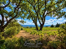Maison 4 pièces, piscine, vue sur les vignes, Puyloubier, Provence, Montagne Sainte-Victoire, Bouches-du-Rhône, 