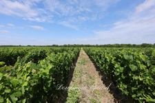 Exclusivité À VENDRE Vignoble Cru Bourgeois Médoc Vue exceptionnelle