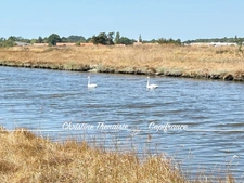 MARAIS avec cabane flottante à vendre Route du Sel à SAINT HILAIRE DE RIEZ (85)