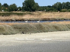 MARAIS avec cabane flottante à vendre Route du Sel à SAINT HILAIRE DE RIEZ (85)