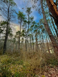 Bois de 8459m2 à vendre à VAISSAC (82)