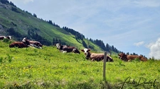 Authentic Alpine Farmhouse in the Aravis Mountains