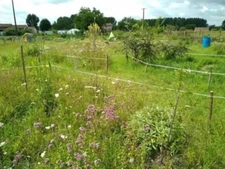 Terrain à bâtir avec ancien jardin en permaculture – cadre paisible, à deux pas du bourg