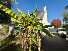 BENODET (29950) - Secteur calme - Maison 3 chambres - Appartement indépendant - 160 m² habitables