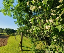 TEILLE (44) - NANTES à 35min - Ancenis à 15 min -  Maison 9 pièces - 6 chambres - grand jardin naturel, arboré et fleuri