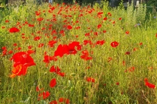 TEILLE (44) - NANTES à 35min - Ancenis à 15 min -  Maison 9 pièces - 6 chambres - grand jardin naturel, arboré et fleuri